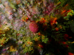 Alcyonium variabile