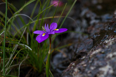 Moraea alpina
