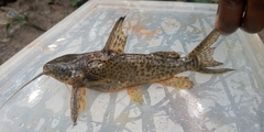 Synodontis