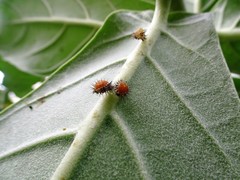 Chilocorus circumdatus