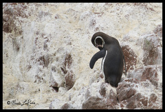 Spheniscus humboldti