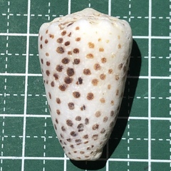 Conus pulicarius