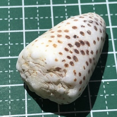 Conus pulicarius