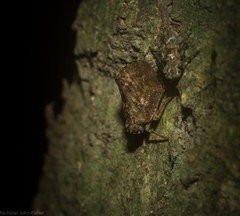 Cotylana angustifrons