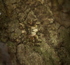 Stephanopis carcinoides