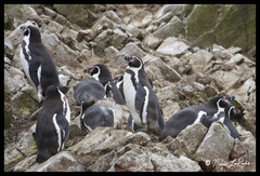 Spheniscus humboldti