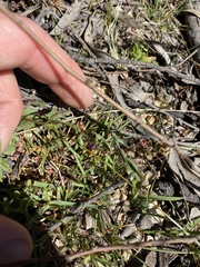 Brachyscome stuartii