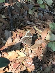 Morpho helenor achillides
