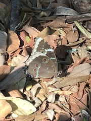 Morpho helenor achillides