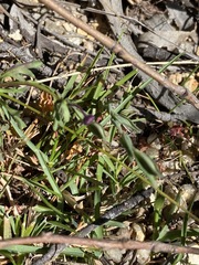 Brachyscome stuartii