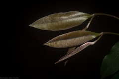Diospyros pentamera