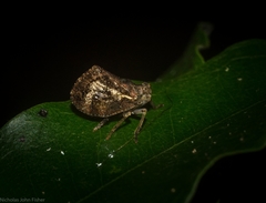 Cotylana angustifrons