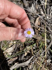 Brachyscome stuartii