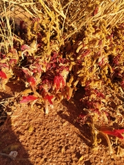 Leptosema chambersii