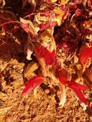 Leptosema chambersii