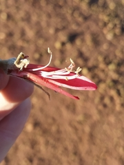 Leptosema chambersii