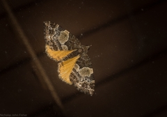 Chrysolarentia phaedra