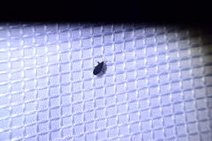 Melacoryphus rubicollis