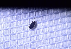 Melacoryphus rubicollis