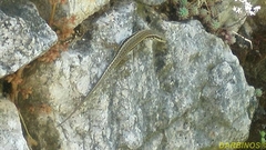 Podarcis muralis albanica