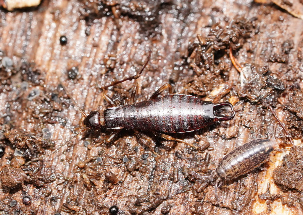 Parisopsalis