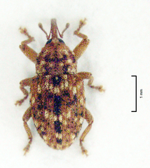Storeus albosignatus