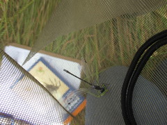 Lestes stultus