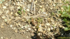 Podarcis muralis albanica