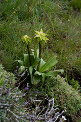 Eucomis bicolor