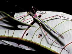 Orthonecroscia keatsooni
