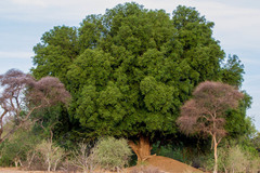 Xanthocercis zambesiaca