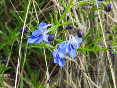 Rotheca louwalbertsii