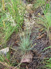 Chrysopogon benthamianus