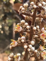 Miconia fallax