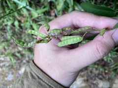 Tadehagi triquetrum