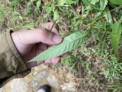 Tadehagi triquetrum