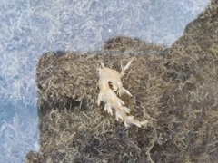 Bornella stellifera