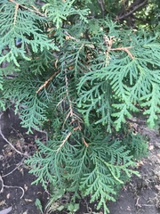 Thuja occidentalis
