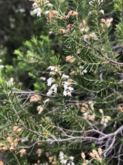 Erica lusitanica
