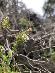 Erica lusitanica