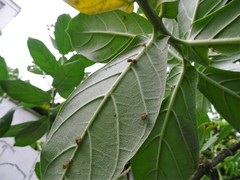 Chilocorus circumdatus