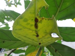 Chilocorus circumdatus