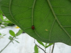 Chilocorus circumdatus