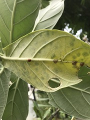 Chilocorus circumdatus