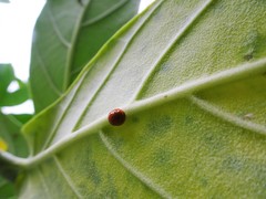 Chilocorus circumdatus