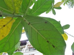 Chilocorus circumdatus