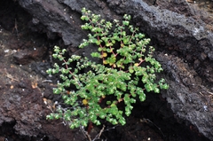 Euphorbia amplexicaulis