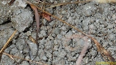 Algyroides moreoticus