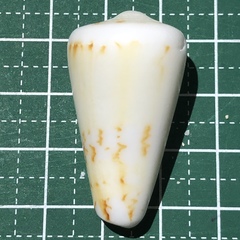 Conus generalis