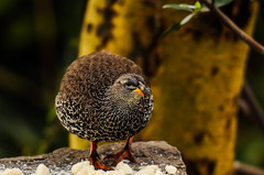 Hildebrandt's Francolin photo 3